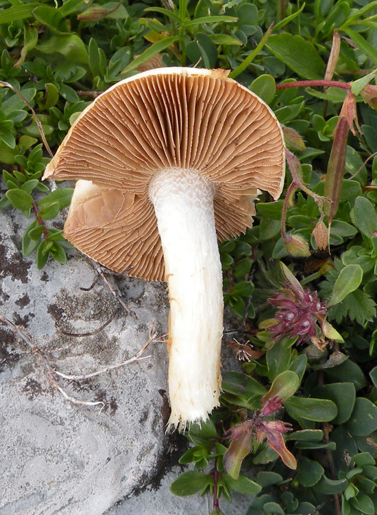 Funghi dei prati trentini